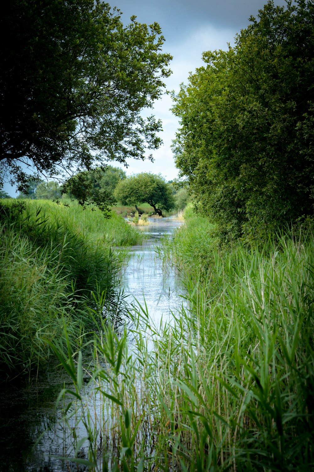 green trees beside river during daytime