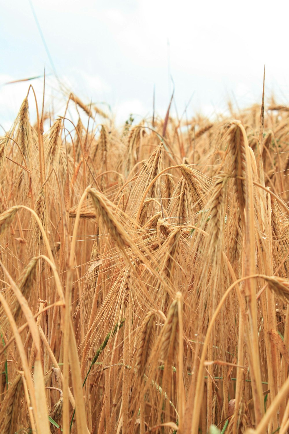 brown wheat field during daytime