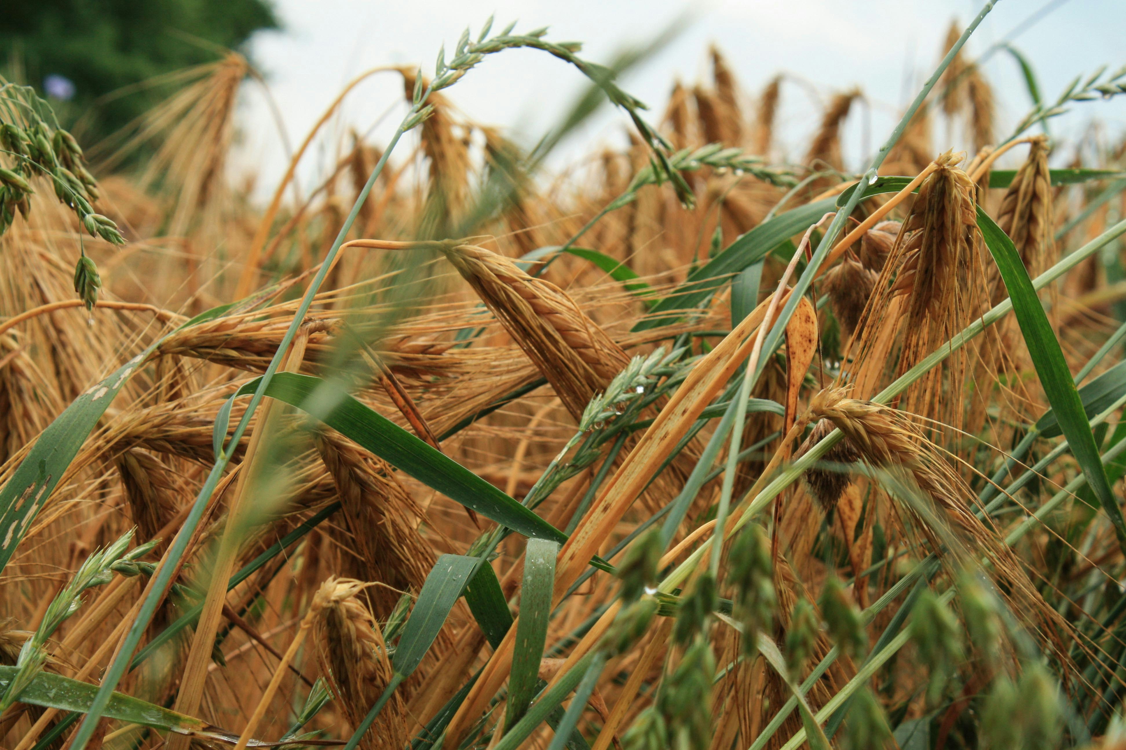 Photo by nickberger_nb