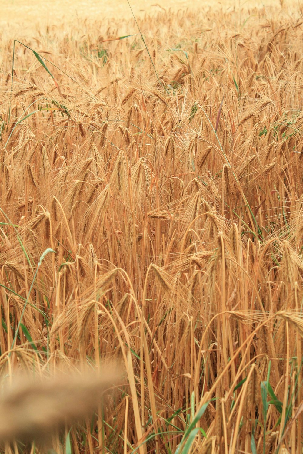 brown wheat field during daytime