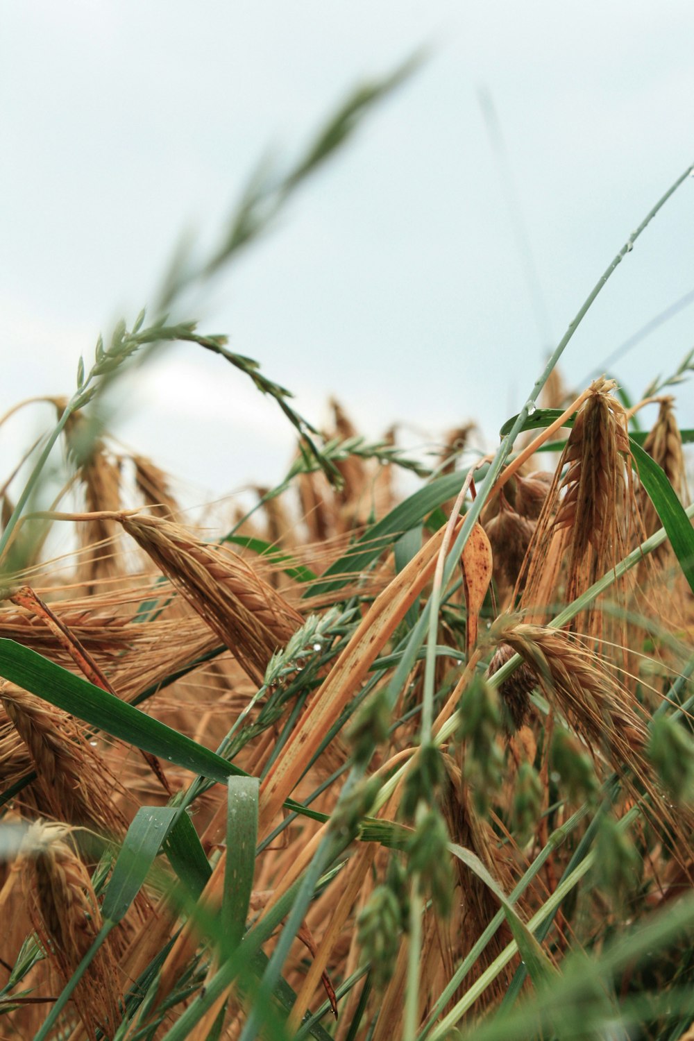 brown wheat field during daytime