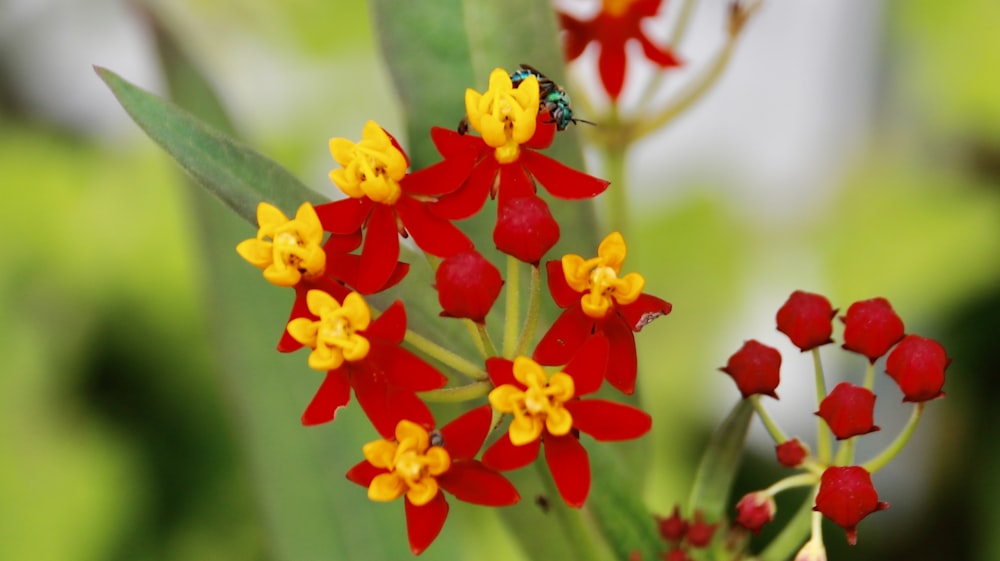 red and yellow flower in tilt shift lens