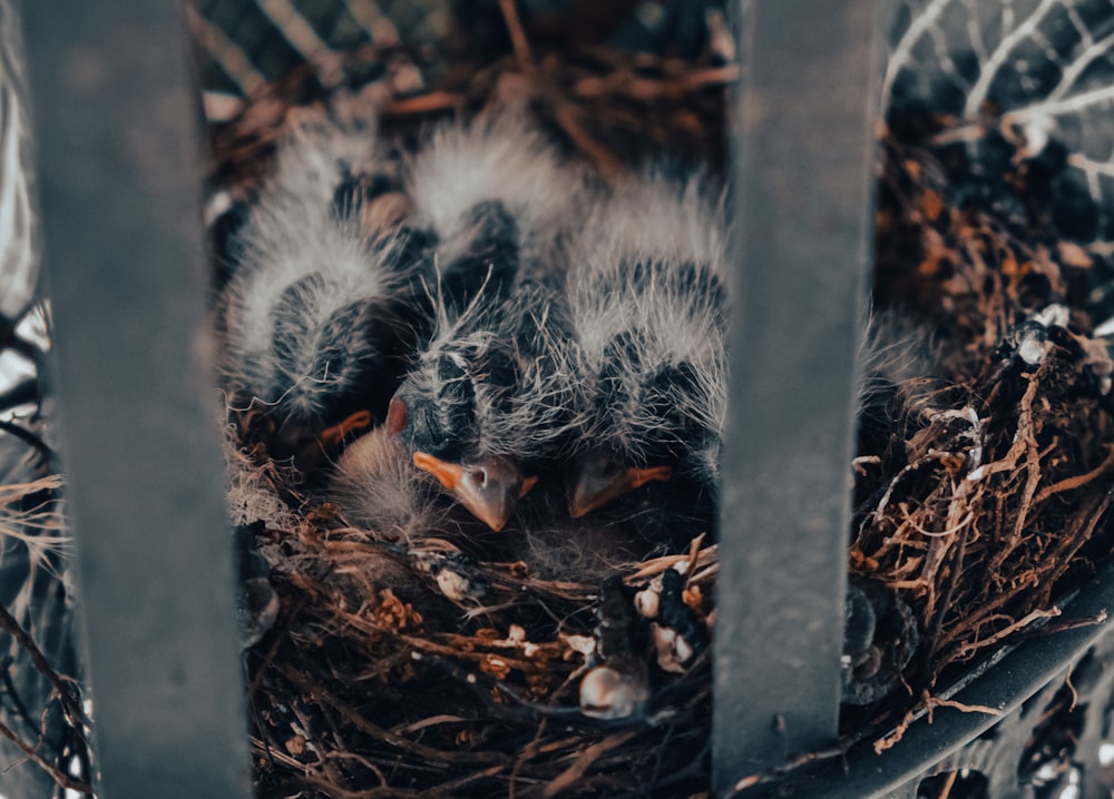 white and black fur on brown dried leaves