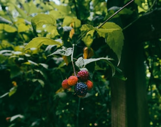 red and green round fruits on green leaves