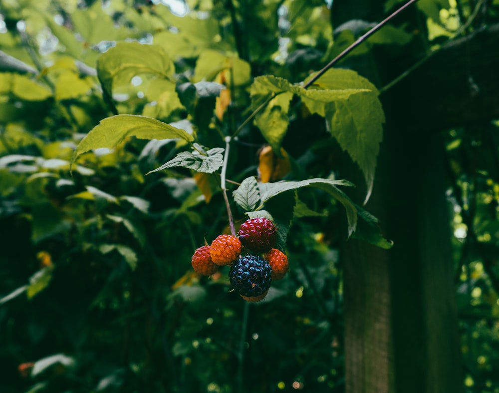 red and green round fruits on green leaves