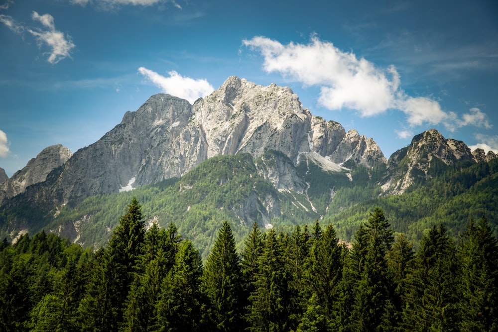 Grüne Kiefern in der Nähe von Bergen unter blauem Himmel während des Tages