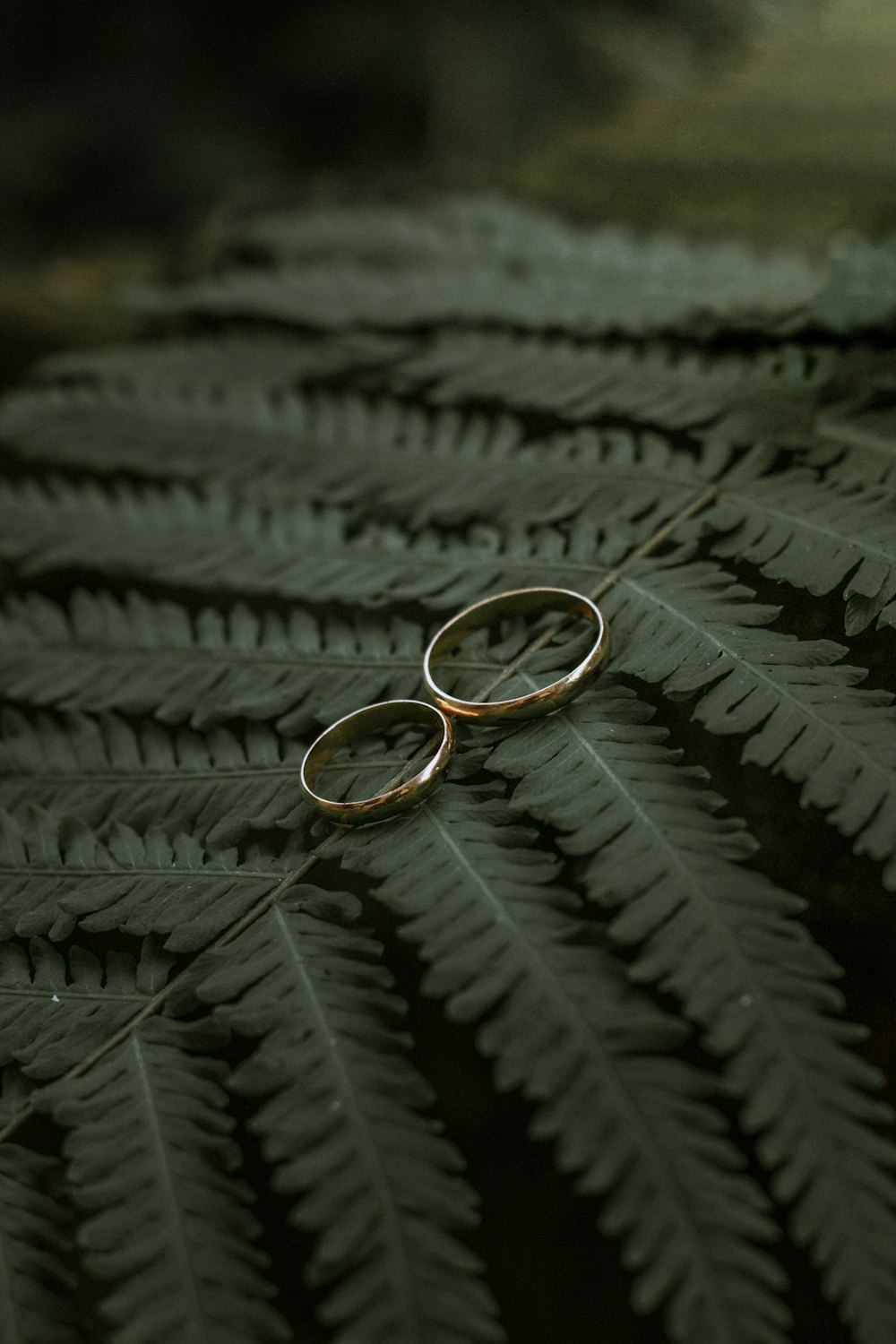 gold ring on black leaf