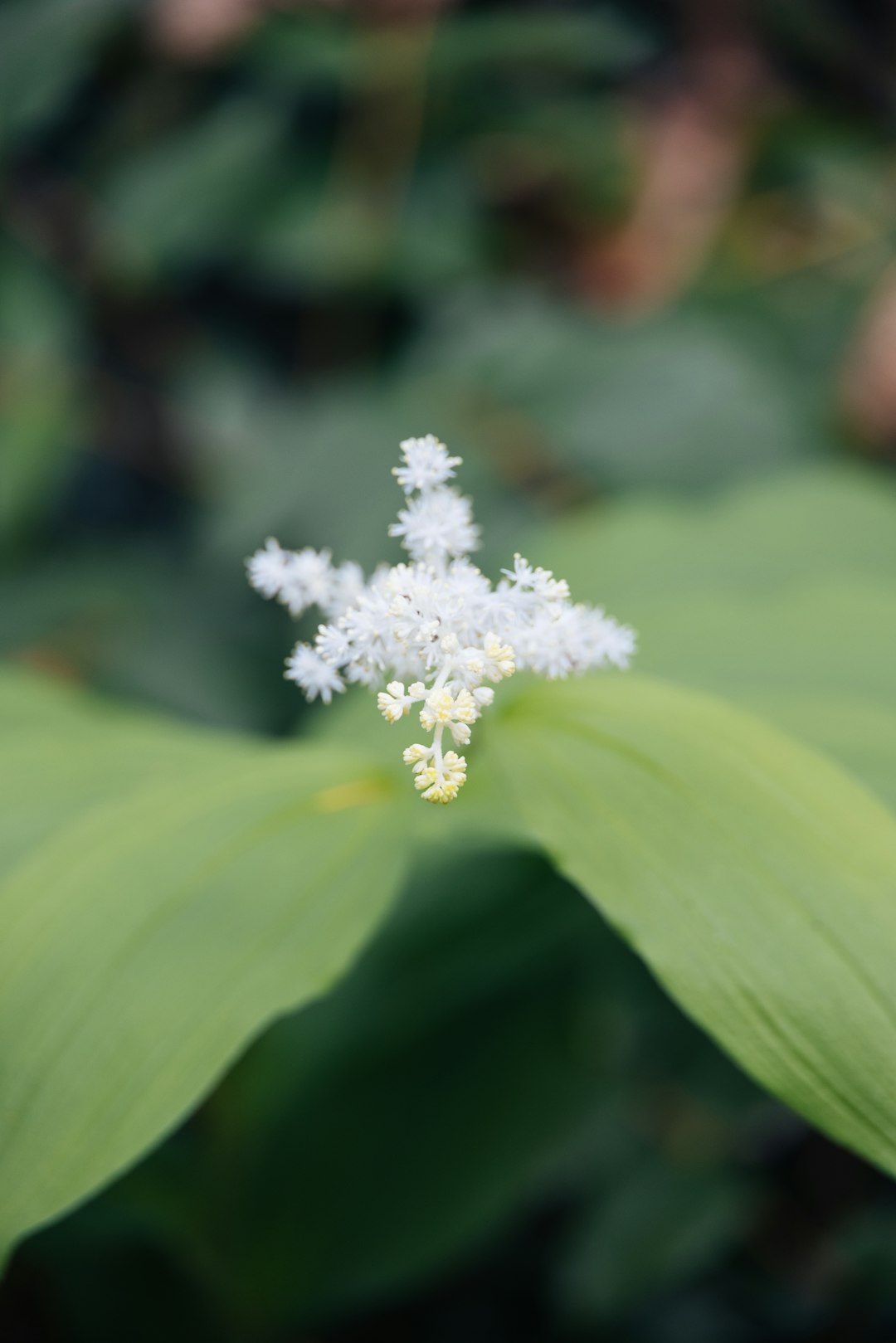 white flower in macro lens
