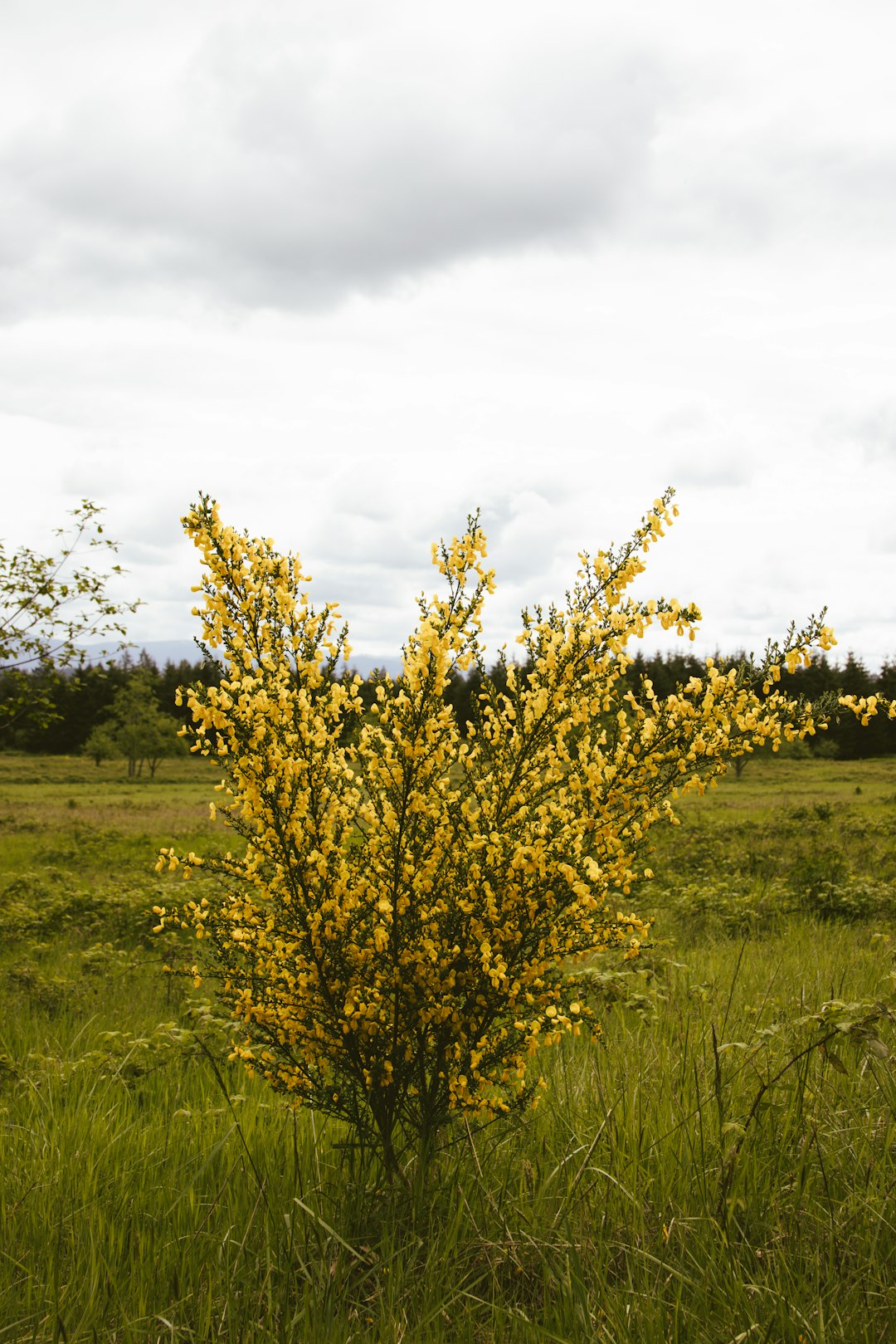 green grass field under white clouds during daytime