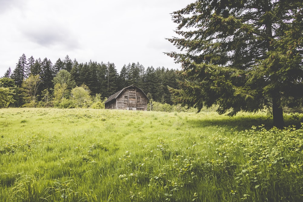 Braunes Holzhaus auf grünem Rasenfeld