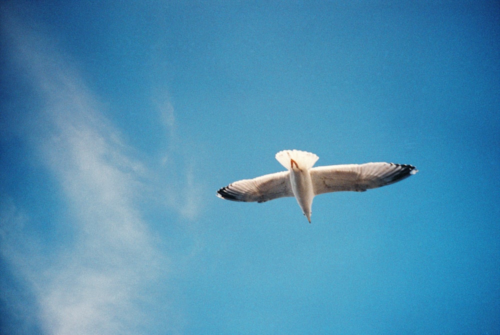 oiseau blanc volant sous le ciel bleu pendant la journée