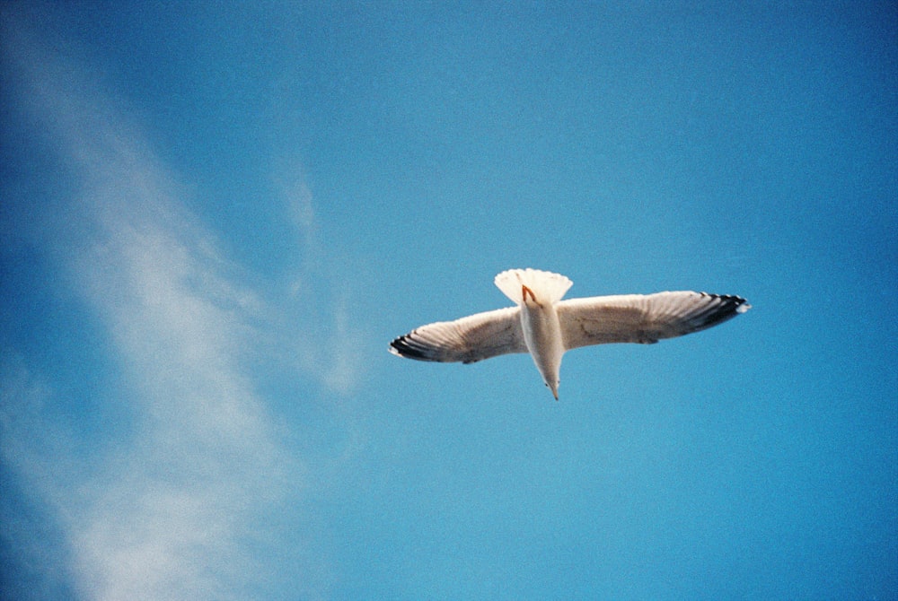 pássaro branco voando sob o céu azul durante o dia