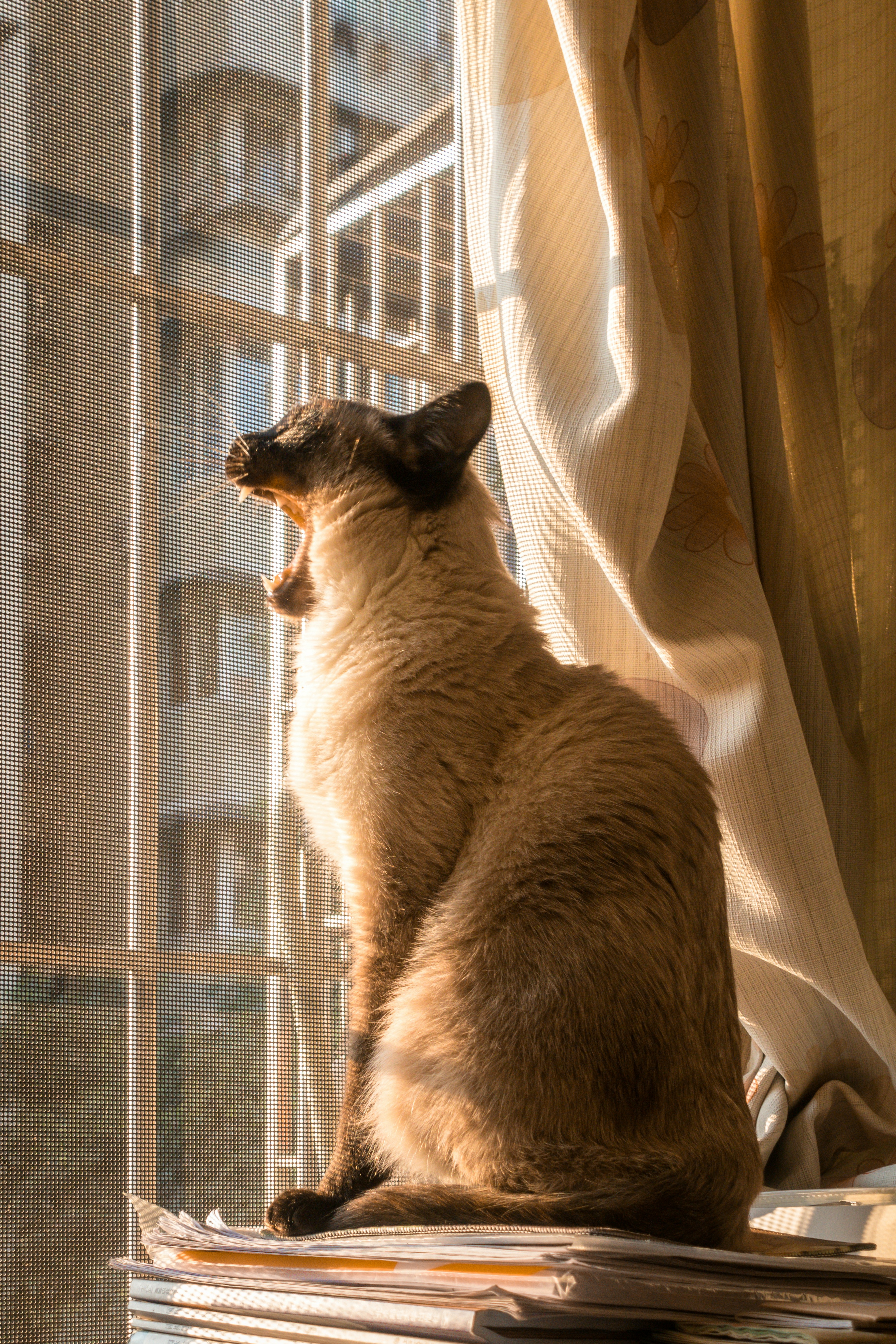 Siamese: The Opera Singers of the Cat World (image credits: unsplash)