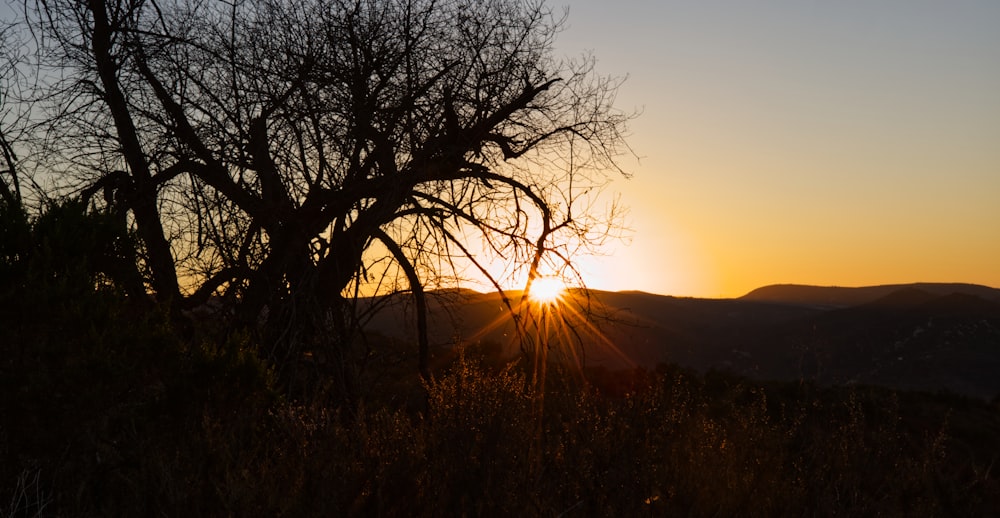 leafless tree on mountain during sunset