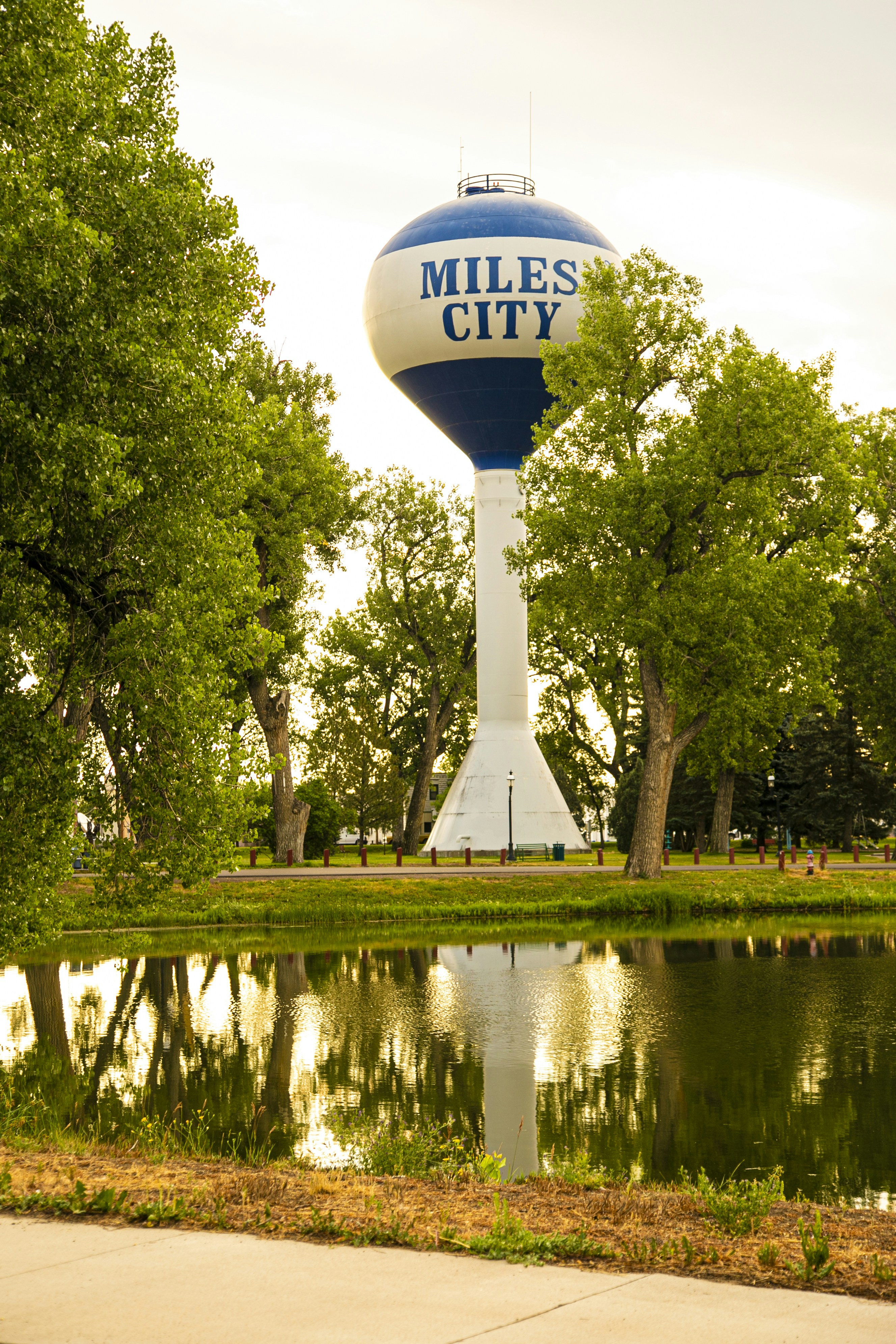 green trees near river during daytime