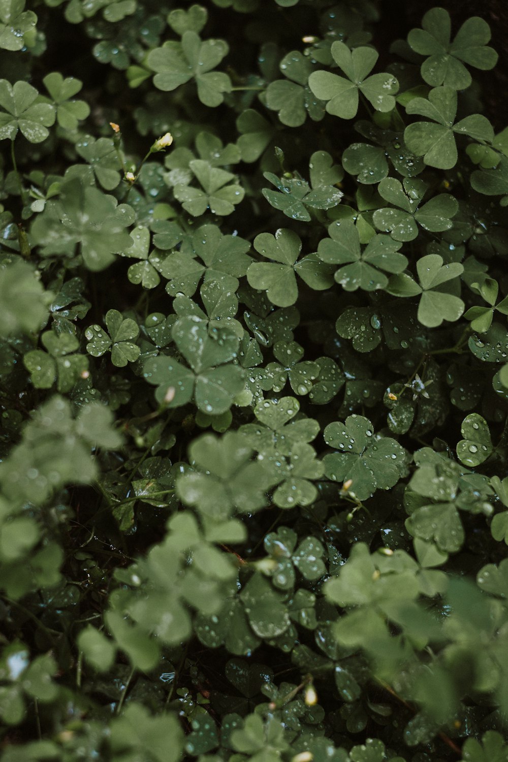 hojas verdes con gotas de agua