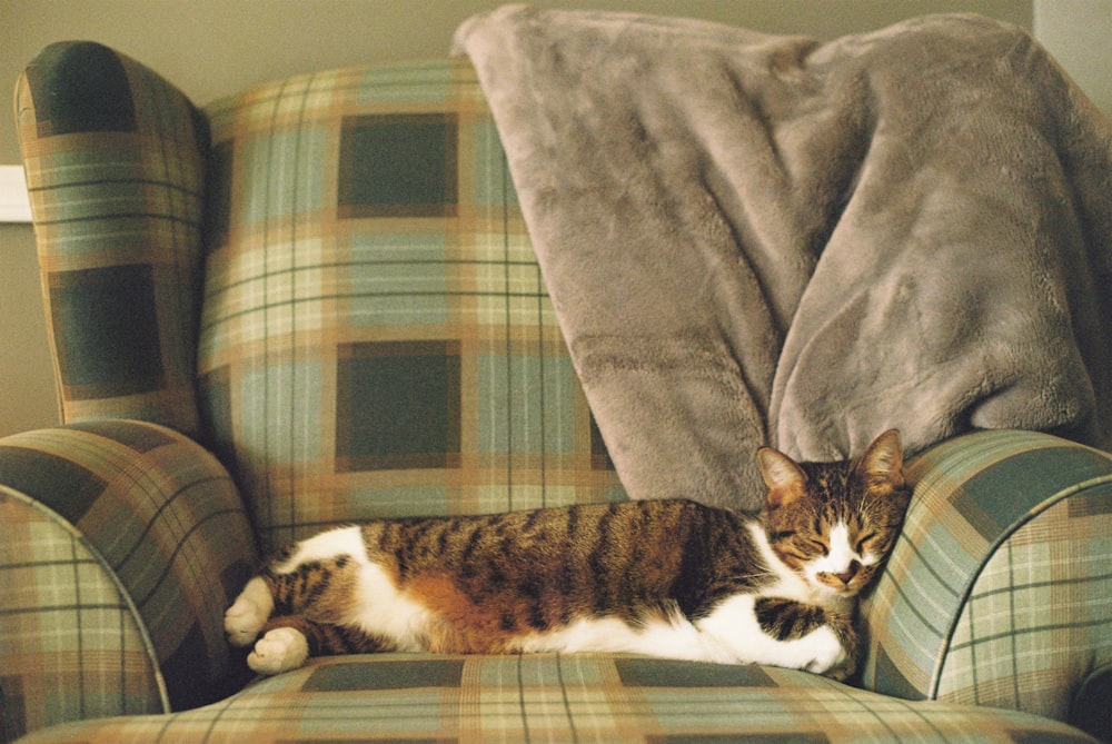 brown and white cat lying on gray and blue plaid sofa