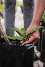 person holding green plant during daytime