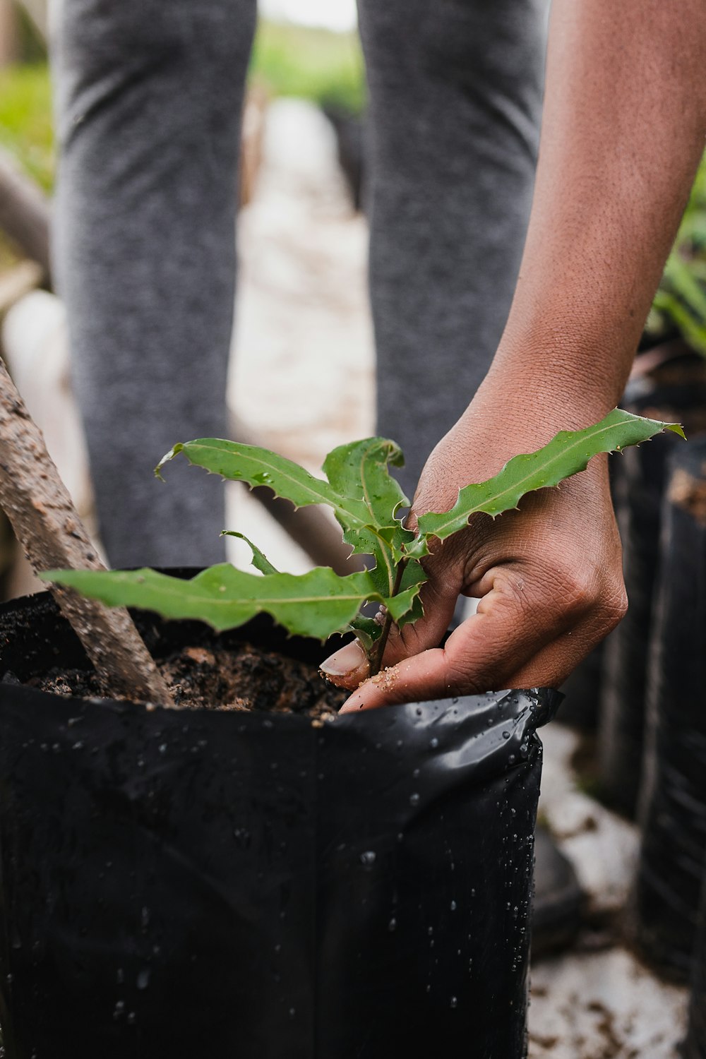 Persona che tiene la pianta verde durante il giorno