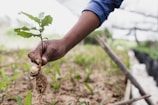 person holding brown dried plant