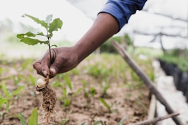 person holding brown dried plant