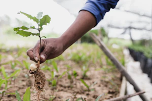 Manos sembrando una planta, símbolo del emprendimiento