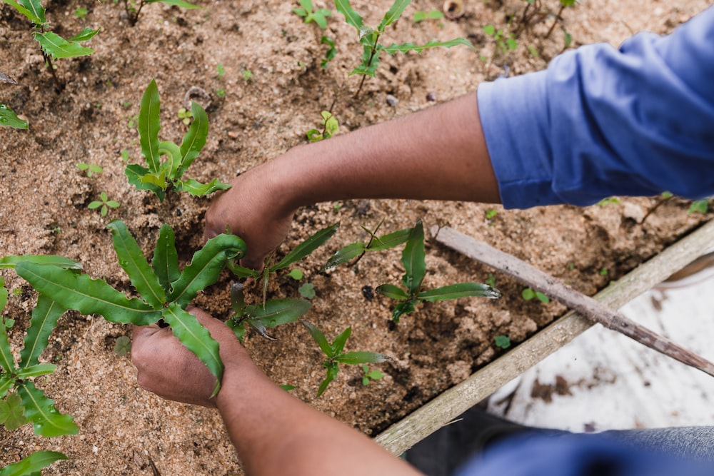 Persona sosteniendo una planta verde durante el día