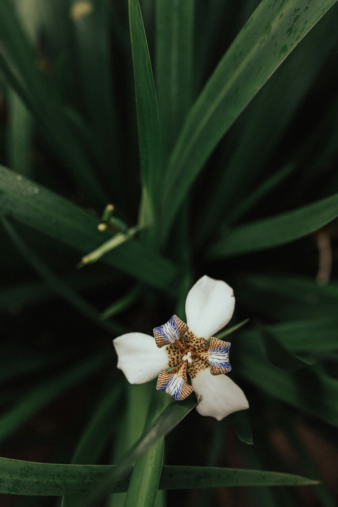 white flower with green leaves