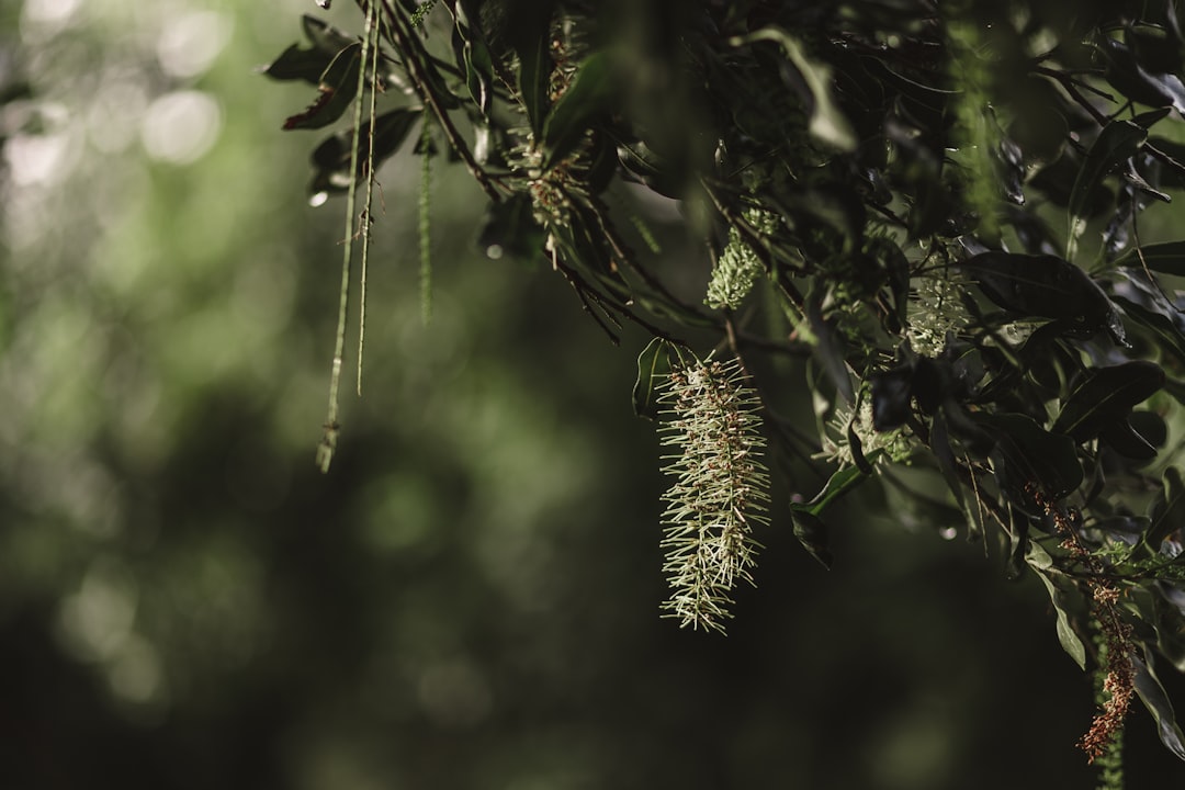 green plant in close up photography