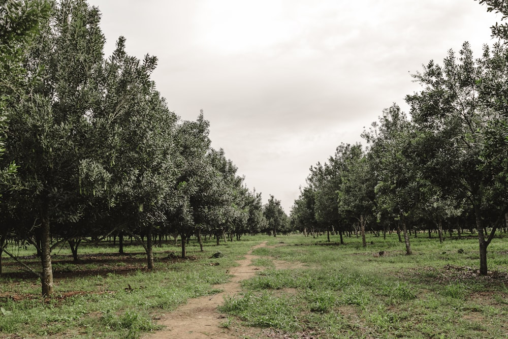 árboles verdes en un campo de hierba verde bajo el cielo blanco durante el día