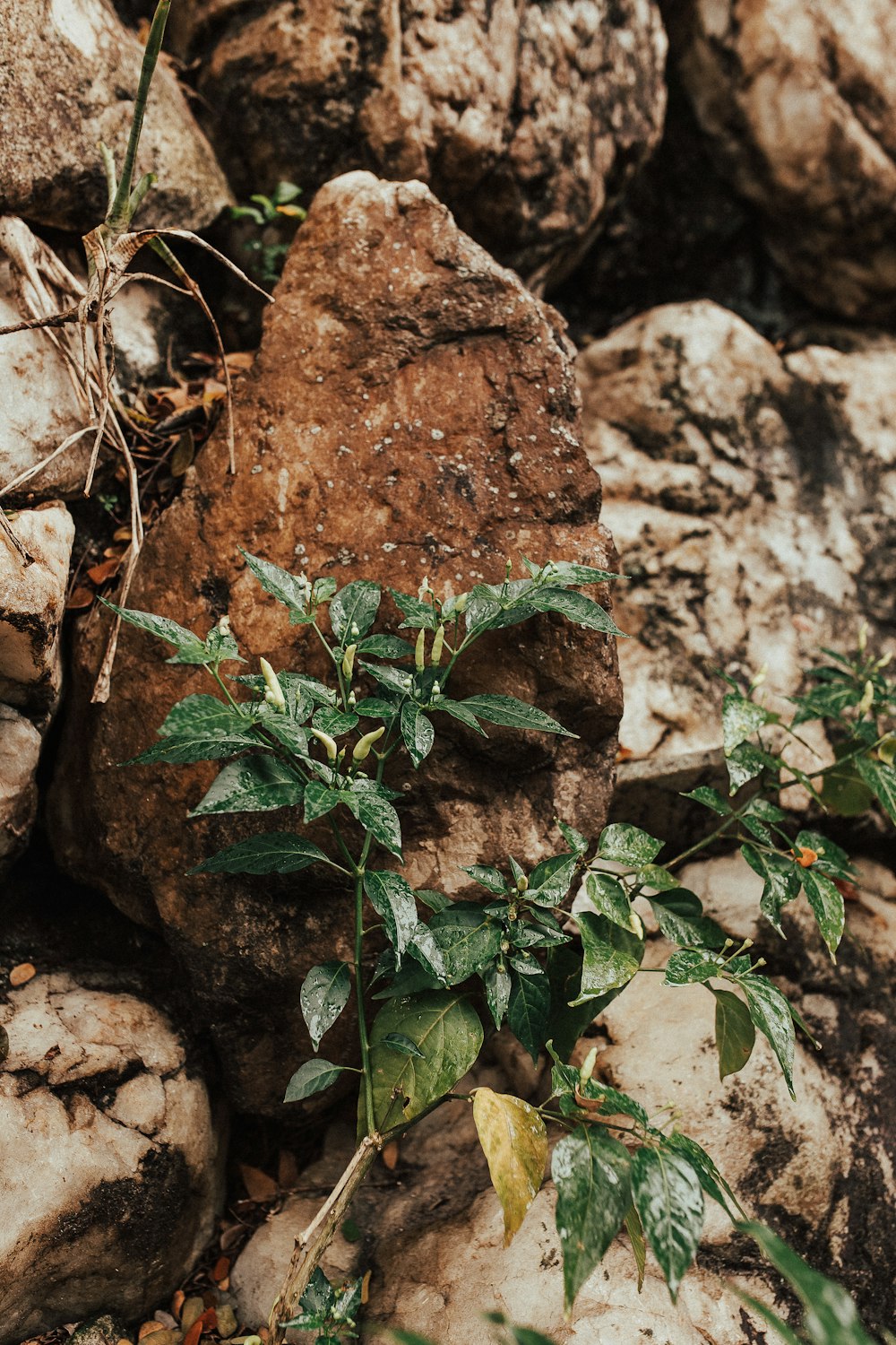 Planta verde sobre roca marrón