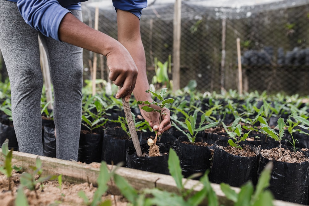 person in blue shirt and gray pants holding green plant