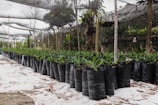 green plants on black plastic pots