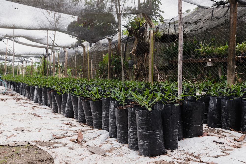 Plantes vertes sur des pots en plastique noir