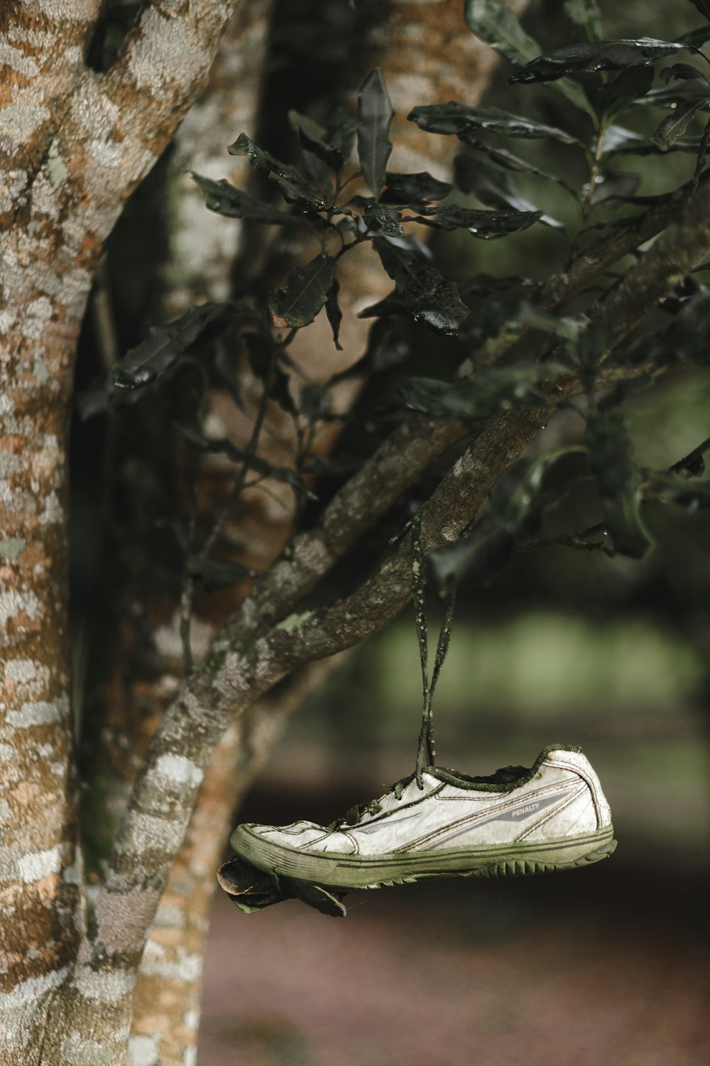 white low top sneakers on brown tree branch