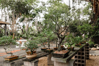 green leaf plant on brown clay pot
