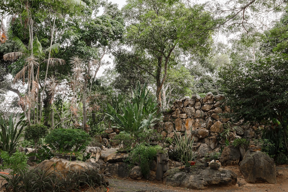 Plantas y árboles verdes durante el día