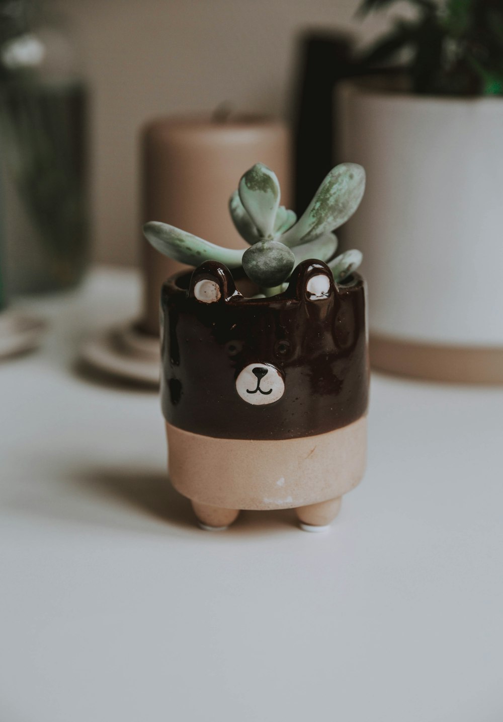 green succulent plant in brown pot