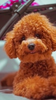A fluffy brown poodle with curly fur lying down and looking directly at the camera. The pet's pink tongue is slightly sticking out, and its expressive dark eyes add a friendly, playful vibe. In the background, there is a blurred object that appears to be part of furniture or equipment, with vibrant pink and purple elements.