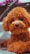 A fluffy brown poodle with curly fur lying down and looking directly at the camera. The pet's pink tongue is slightly sticking out, and its expressive dark eyes add a friendly, playful vibe. In the background, there is a blurred object that appears to be part of furniture or equipment, with vibrant pink and purple elements.