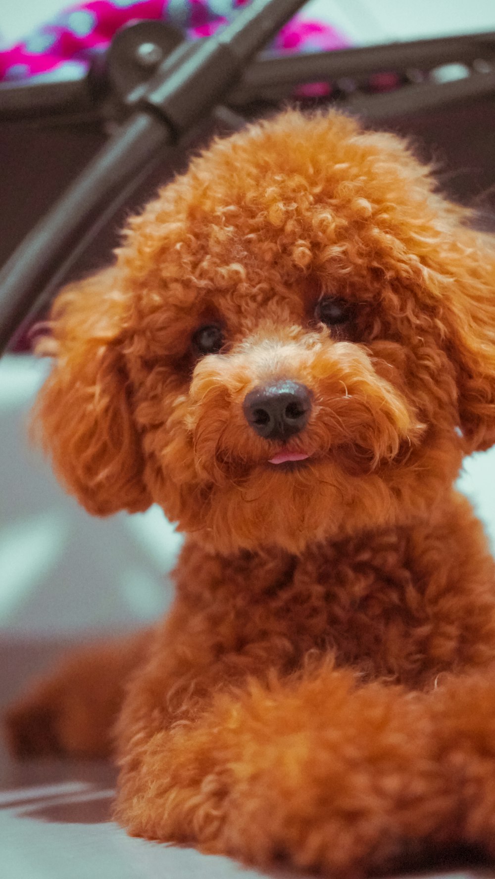 brown long coated small dog