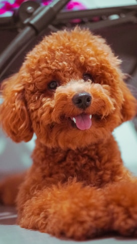 A small, fluffy brown dog with a curly coat is lying down. Its mouth is slightly open, and its tongue is sticking out. The dog has a cheerful expression with bright eyes and a button-like nose.