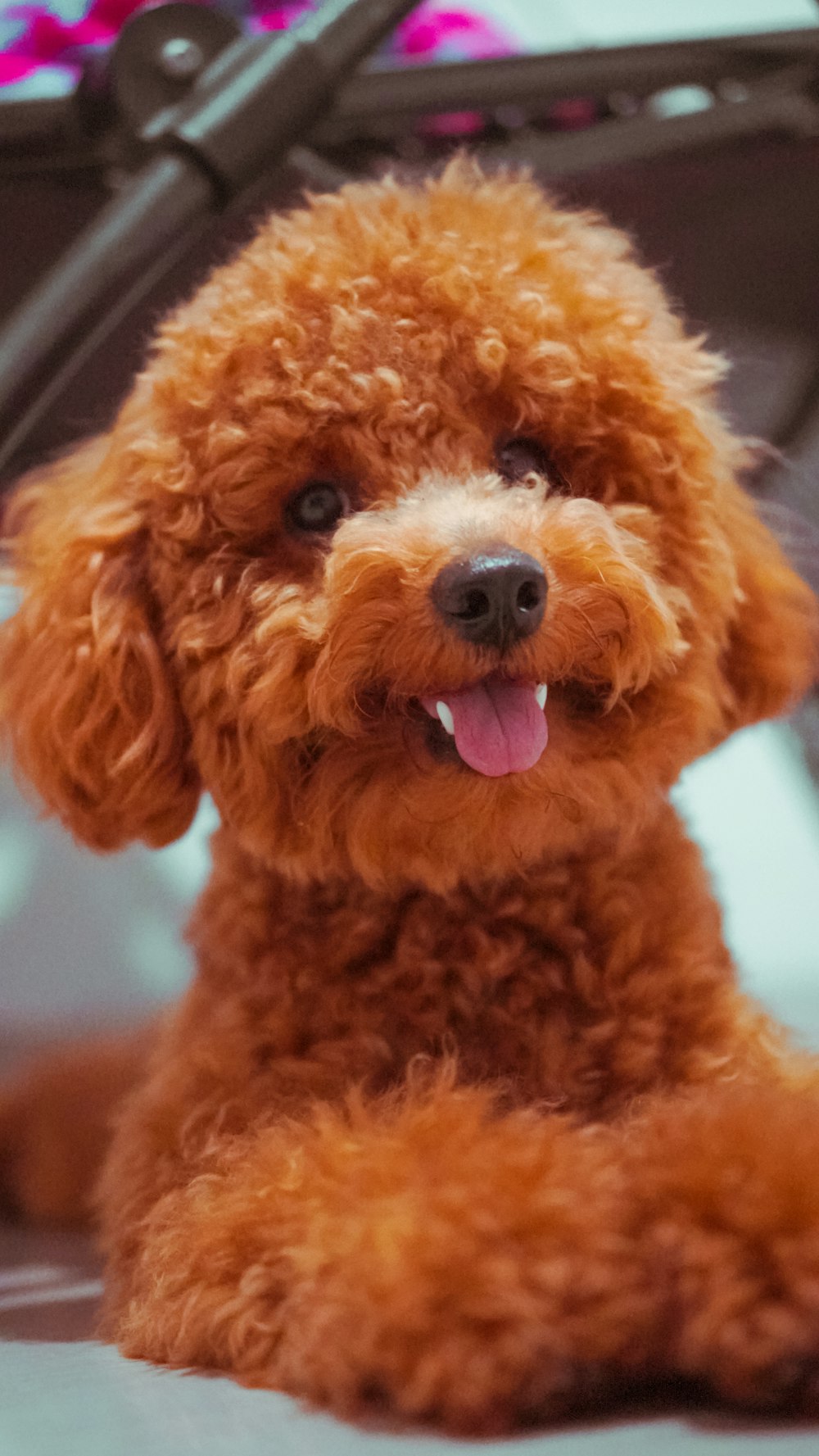 brown long coated small dog