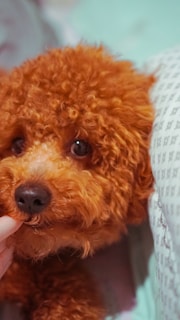 A close-up of a curly-haired brown dog resting next to a patterned pillow. The dog has large expressive eyes and a slightly wet nose, appearing curious and relaxed.