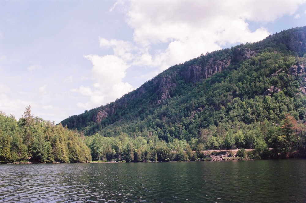 alberi verdi vicino allo specchio d'acqua durante il giorno