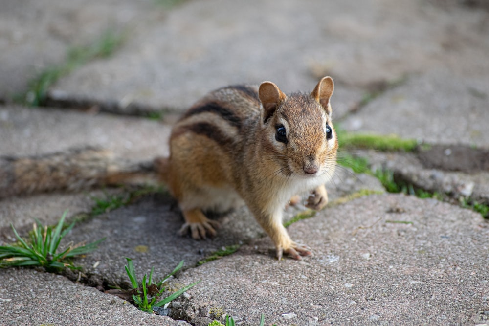 brown and black squirrel on ground during daytime