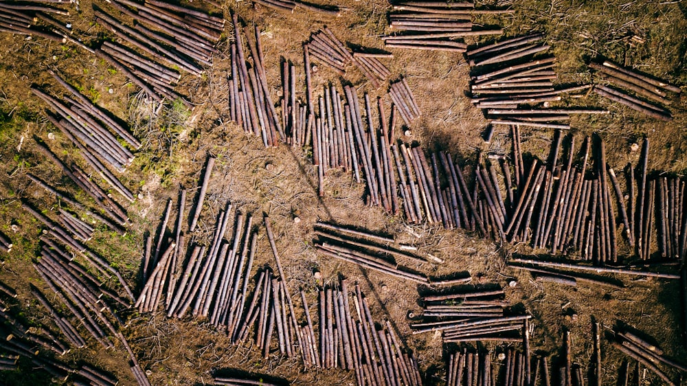 brown wooden sticks on brown soil