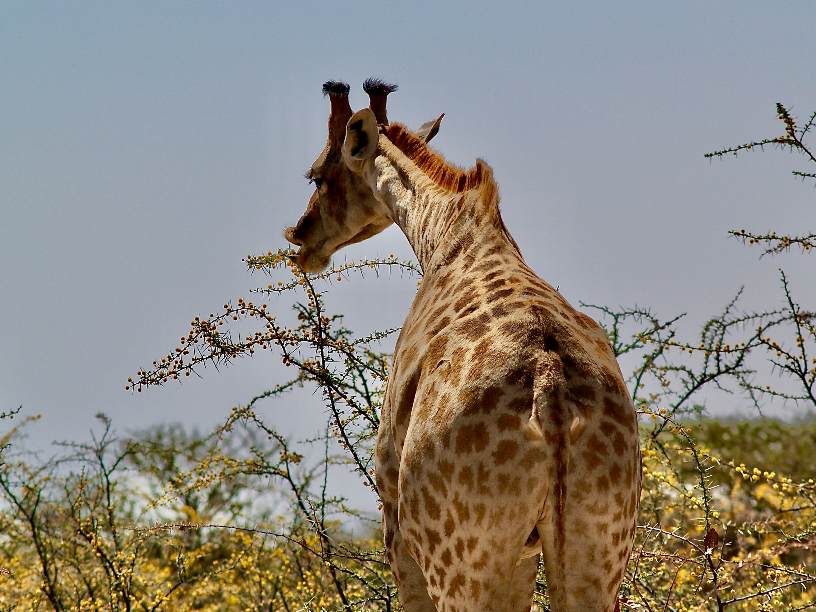 Photo by peterburdon