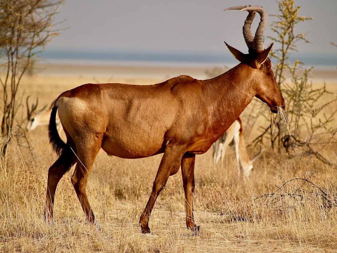 brown and black animal on brown grass field during daytime