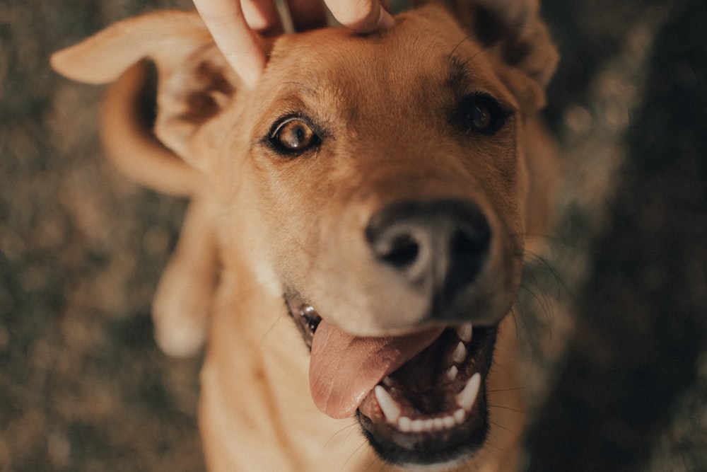 brown short coated dog showing tongue